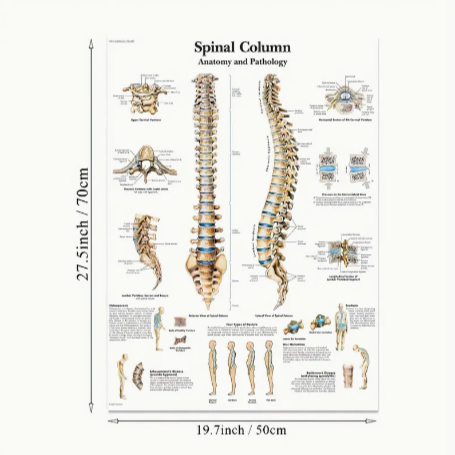 Spinal column