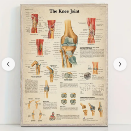 The knee joint