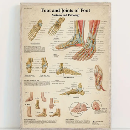 Foot & joints of foot